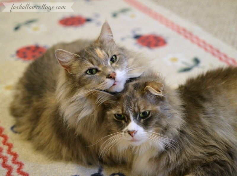 Alley and Bubs Sibling Maine Coon Cats