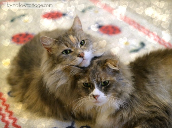 Alley and Bubs Maine Coon Kitty Cat foxhollowcottage