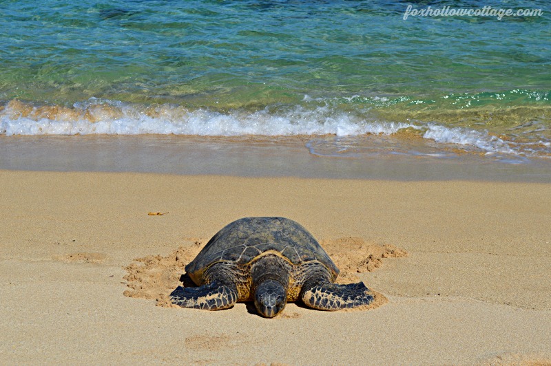 Oahu Hawaii North Shore Honu Sea Turtle