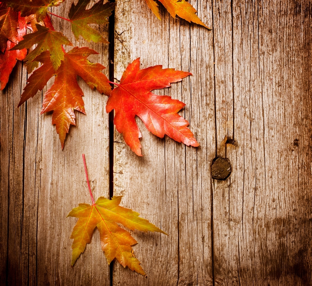 Flirting With Fall - how to get in an Autumn mood - Fox ...