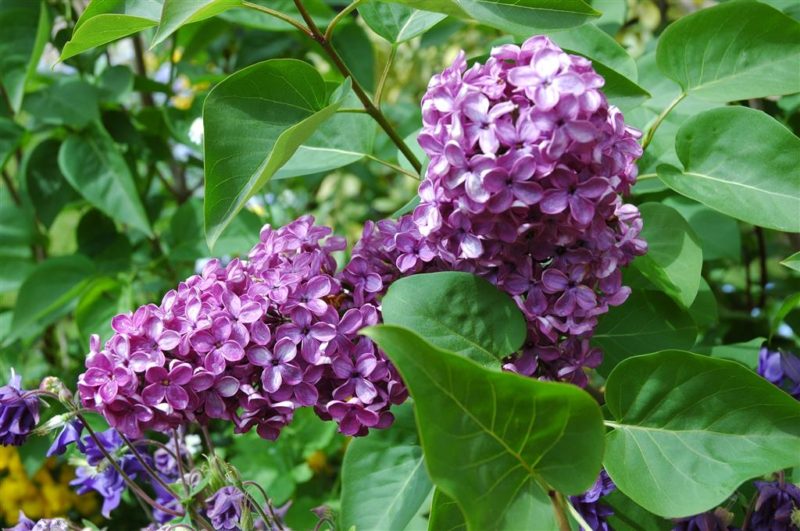 Lilac tips facts and uses - reblooming bloomerang 